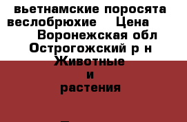 вьетнамские поросята веслобрюхие  › Цена ­ 2 000 - Воронежская обл., Острогожский р-н Животные и растения » Пропажи и находки   